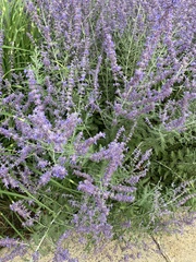 Salvia yangii