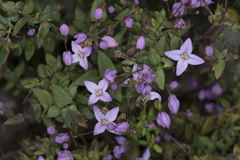 Boronia ovata