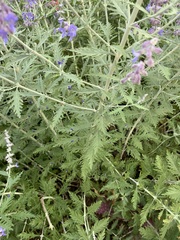 Salvia yangii