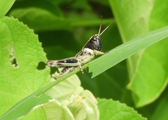 Boopedon flaviventris