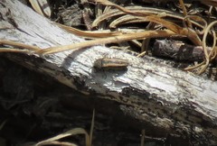 Anambodera gemina