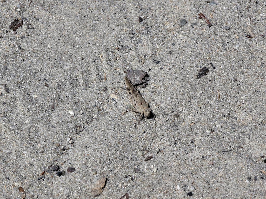 Thalassica Grasshopper