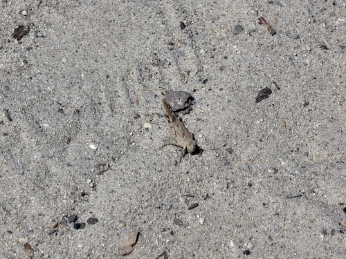 Thalassica Grasshopper