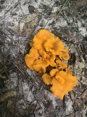 Craterellus odoratus