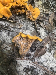 Craterellus odoratus