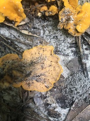 Craterellus odoratus