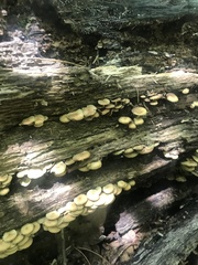 Hypholoma subviride