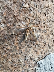 Tipula