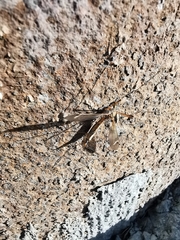 Tipula
