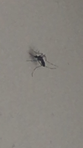 photo of (Aedes)