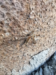 Tipula