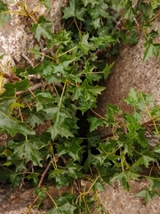 Vasconcellea chilensis