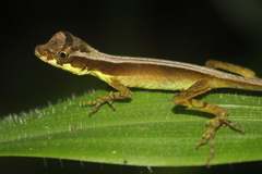 Anolis gracilipes