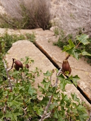 Vasconcellea chilensis