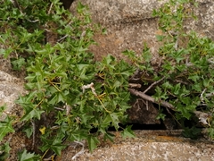 Vasconcellea chilensis