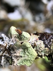 Platismatia norvegica