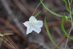 Stylisma pickeringii pattersonii