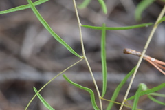 Stylisma pickeringii pattersonii