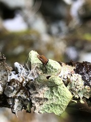 Platismatia norvegica