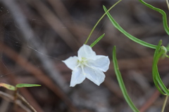 Stylisma pickeringii pattersonii