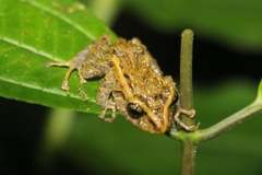 Pristimantis latidiscus