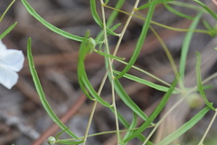 Stylisma pickeringii pattersonii