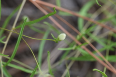 Stylisma pickeringii pattersonii