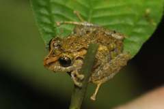 Pristimantis latidiscus