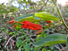 Helicteres gardneriana