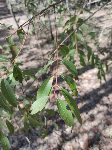 Angophora woodsiana (Angophora woodsiana)