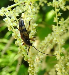 Etorofus obliteratus