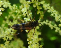 Etorofus obliteratus