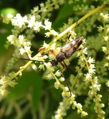 Etorofus obliteratus