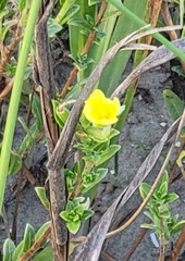 Oenothera humifusa