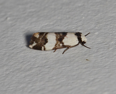 Thallarcha albicollis