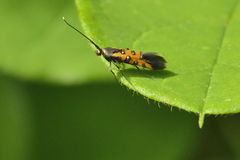 Neoheliodines arizonense