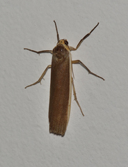Palaeosia bicosta