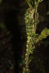 Enyalioides oshaughnessyi