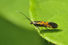 Neoheliodines arizonense