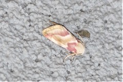 Schinia regina