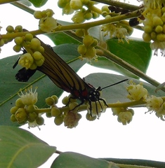 Atlides polybe