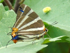 Panthiades bathildis