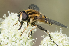 Helophilus neoaffinis