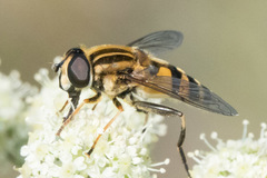Helophilus neoaffinis
