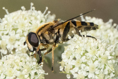 Helophilus neoaffinis