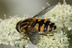 Helophilus neoaffinis