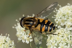 Helophilus neoaffinis