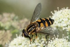 Helophilus neoaffinis