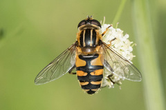 Helophilus neoaffinis