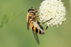 Helophilus neoaffinis